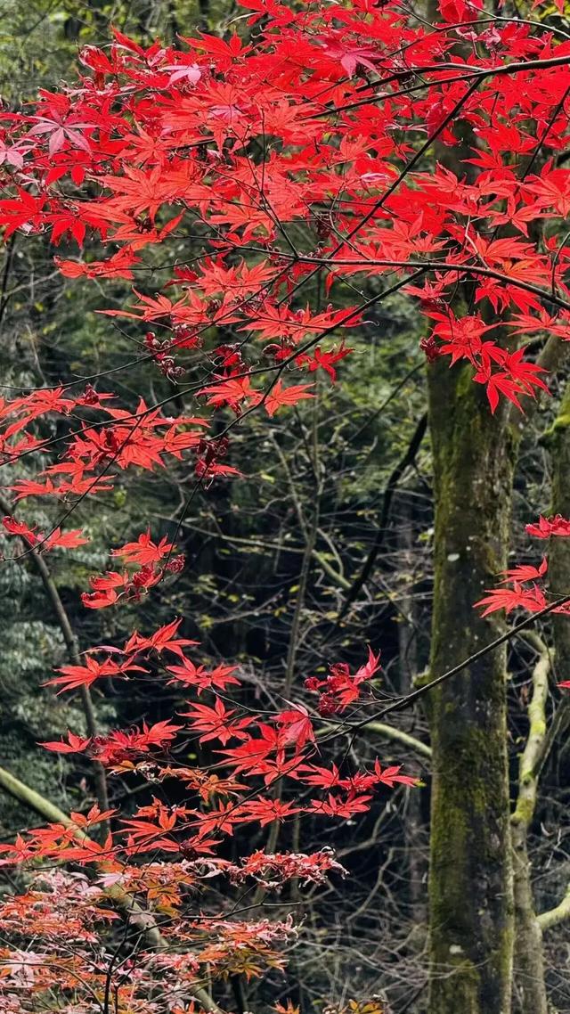 去邛崃！赴一场暖阳与山间的私语