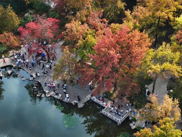 报！天平山红枫已进入变色期