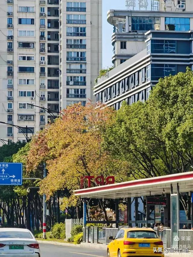 市府路的这几颗乌桕树，你见过吗？现在正是最美的时候！