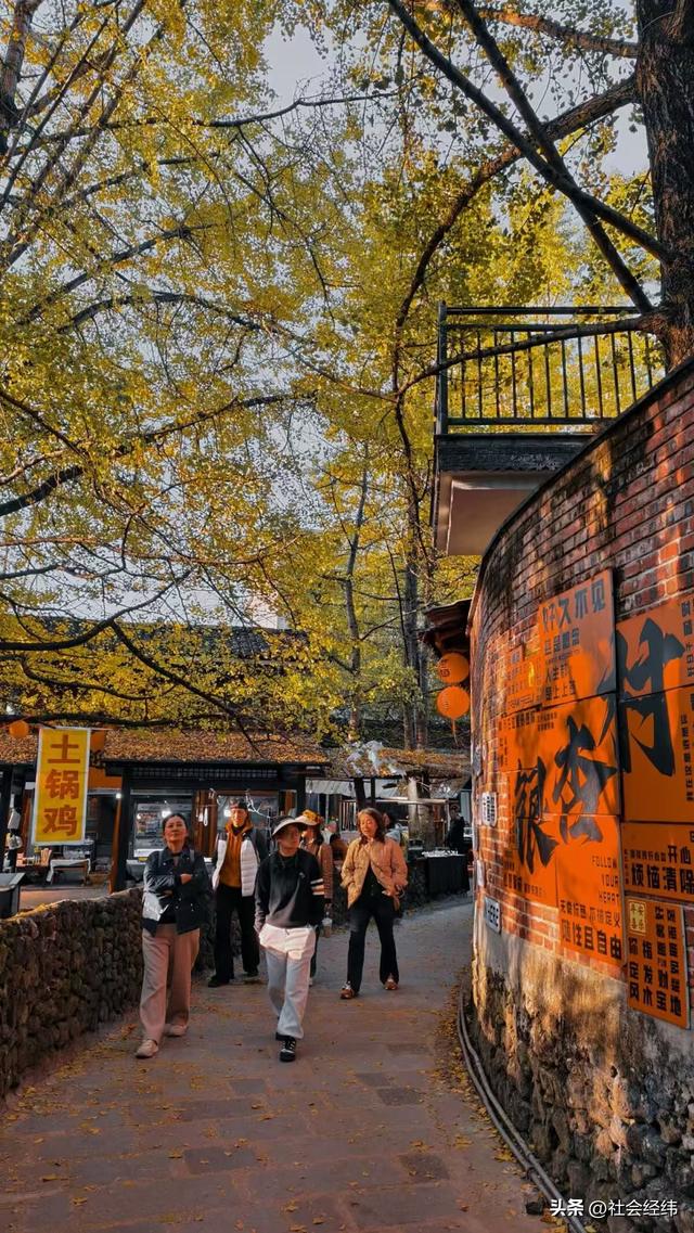 金色童话！腾冲千年银杏村，巷陌皆染秋光醉