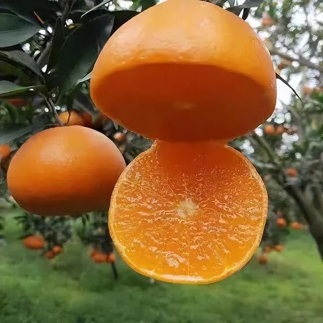 游在鹰潭 | 周末采摘指南！甘蔗清甜、草莓香甜，限定甜蜜等你来【全球学子嘉游赣 奇绝鹰潭逍遥游】