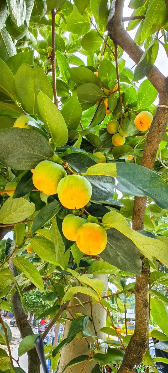 柴米油盐调味诗与远方，抚仙湖那一抹红