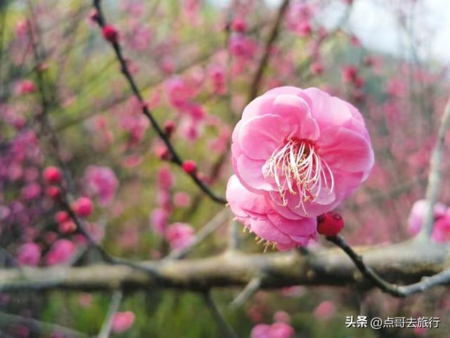 成都山地红梅开花了，粉红云霞铺天盖地，非常震撼，免费！