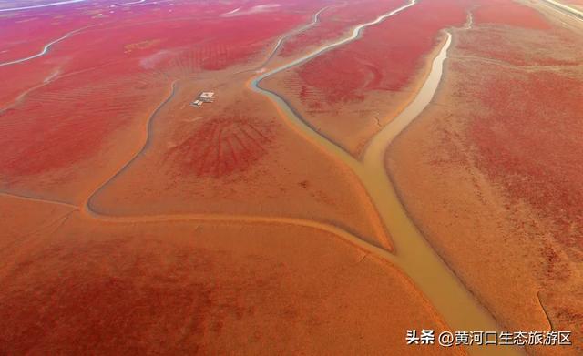 【黄河口生态旅游区】秋日限定美景上线！