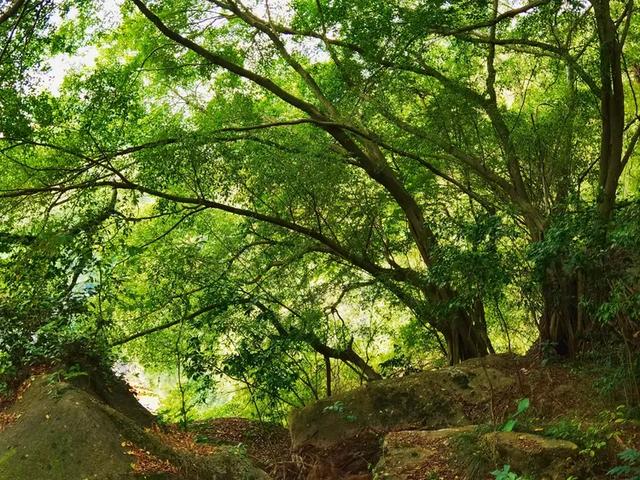 “若得一日闲 山中品千年” 游泉州清源山