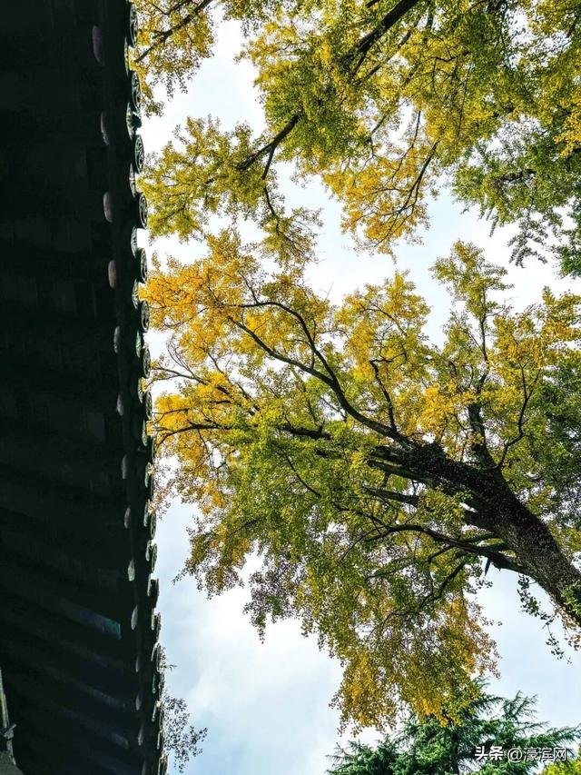 秋色“进度条”加载中，狼山森林公园赏秋点等你来打卡→