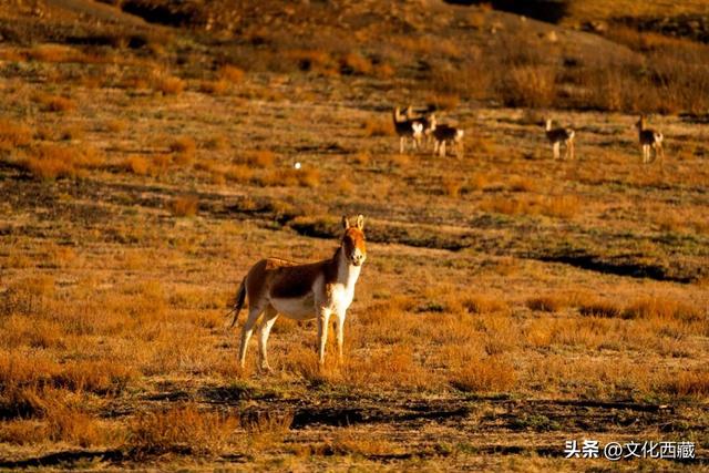 疯狂心动！哲古草原秋日限定景观，藏着西藏最野的浪漫！