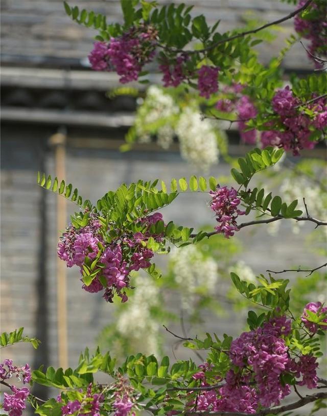 这才是5月陕西最值得去的小城！40万亩花海开爆，满城飘香！