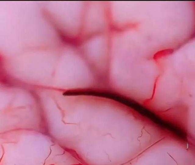 波兰公司造出“人造肌肉”机器人，关节灵活度甩传统机械十条街！