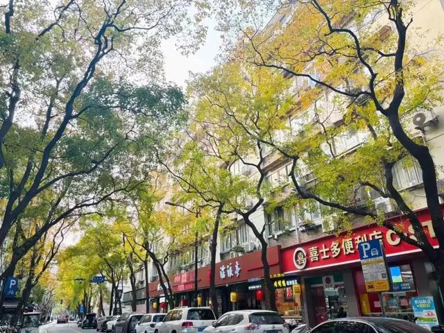 秋色浓度已拉满，谁还没偶遇申城街头的 “赤橙黄绿交响曲”？