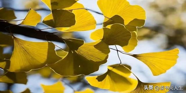 冯沙驼 ‖ 黄叶带火这座城