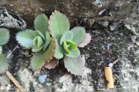 落地就生根？民间俗称“还魂草”，村里人都在种，观赏入药两不误图片