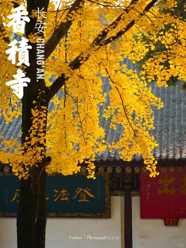 西安周末游丨这8个免费赏银杏叶好去处