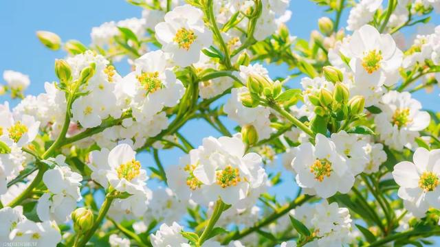 属猪人的中晚年宿命，尤其是71年、59年的	，不是一般准！