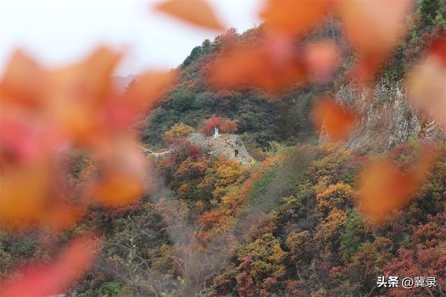 石家庄井陉：松树岭赏秋观红叶，漫山红遍层林尽染