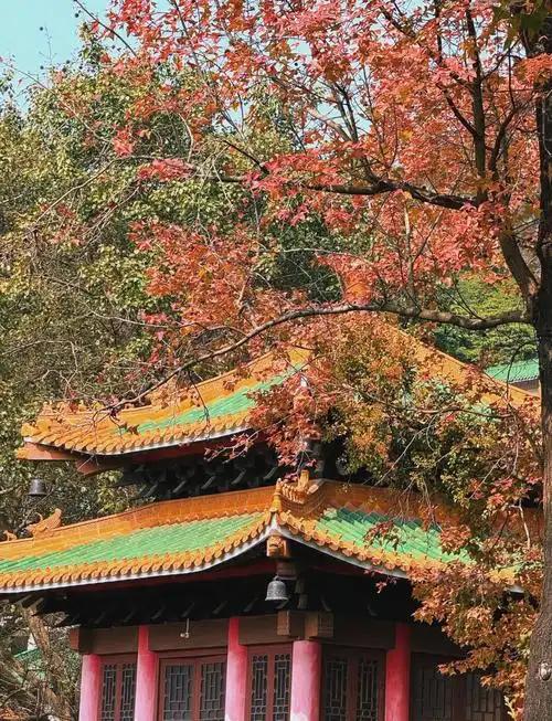 广东哪里赏秋?四条绝美自驾路线遇见南国红叶黄叶