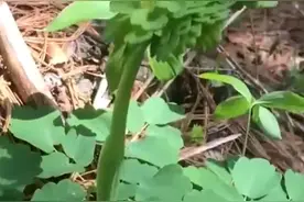 东北野菜大略图片