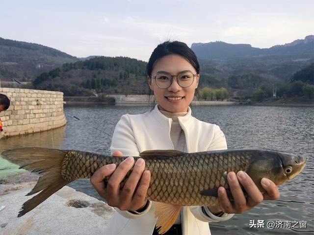 菊田为幕 天籁为章 长清神秀谷百亩金菊盛开