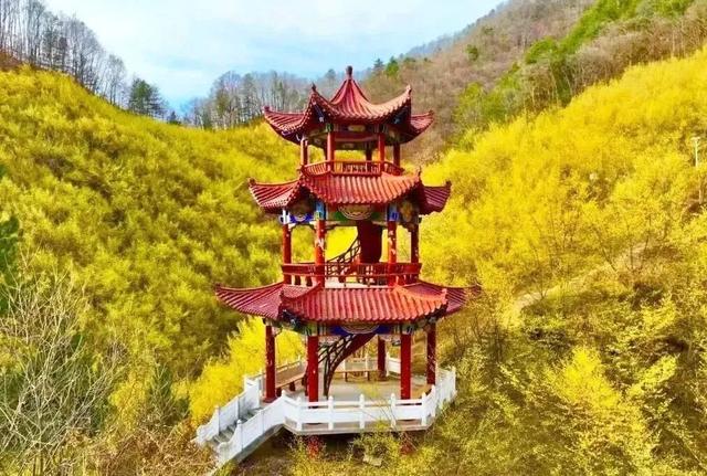金色浪漫！来汉中，赴一场山茱萸花的春日之约
