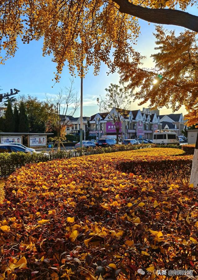 大连市内现平分秋色美景,特别热闹,秋日限定,太美了