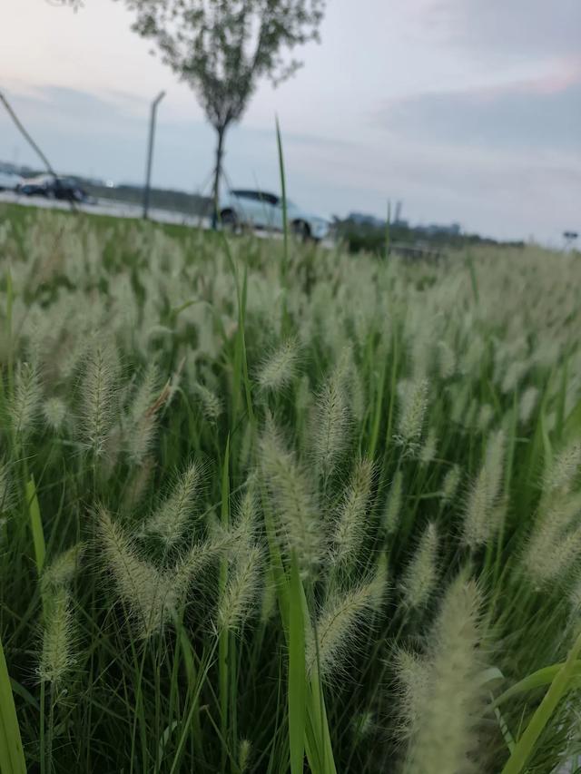 穷游去哪玩?第三十站站～《石家庄滹沱河观鸟台》