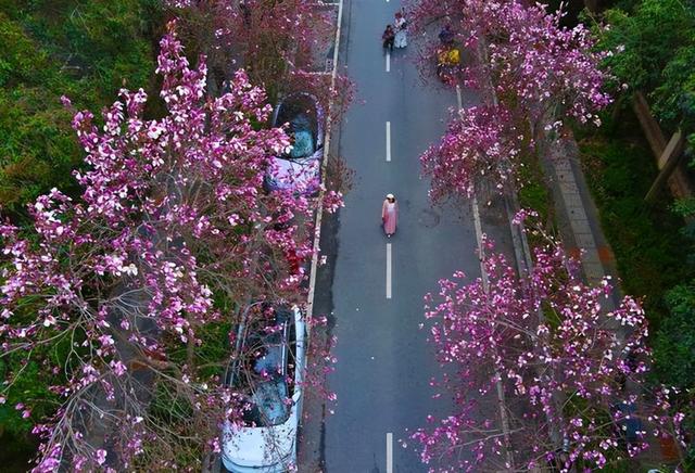 西安高新一路:红韵满街春意浓