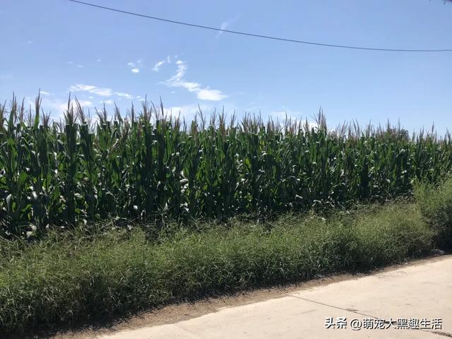 发现没？河北农村的玉米地里，居然被挂上了牌子，这是咋回事呢？
