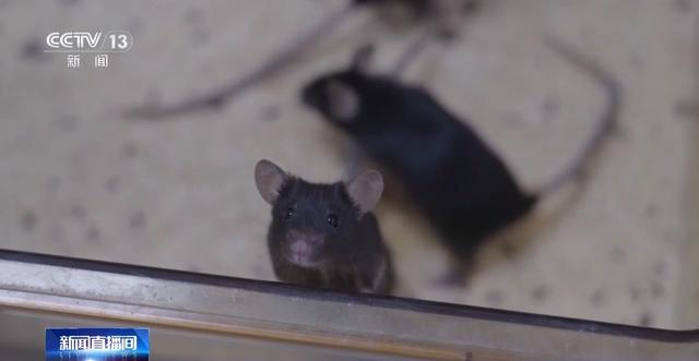 中国空间太空小鼠也要“过五关斩六将” ，300只中选拔4只