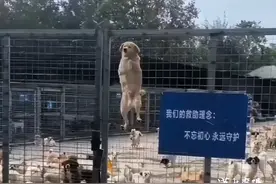 入冬了，救助站里的“毛孩子”需要温暖！图片