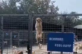 入冬了，救助站里的“毛孩子”需要温暖！图片