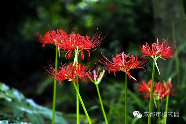 最新实拍！成都彼岸花开了！