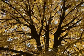 念念不忘，必有回响图片