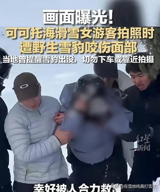 可可托海雪豹咬人后续！“活该”？三次警告当耳旁风	，被咬不冤