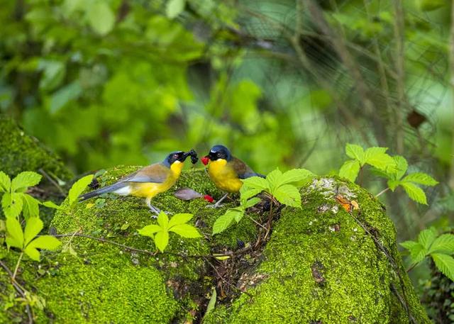 它凭什么成为无数人的“梦里老家”？