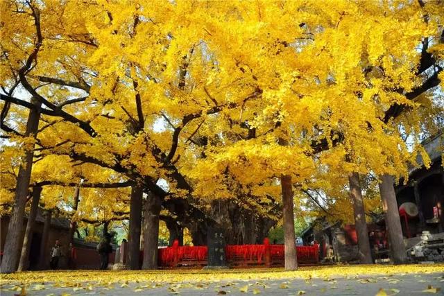 山东：时至初冬，银杏正当时