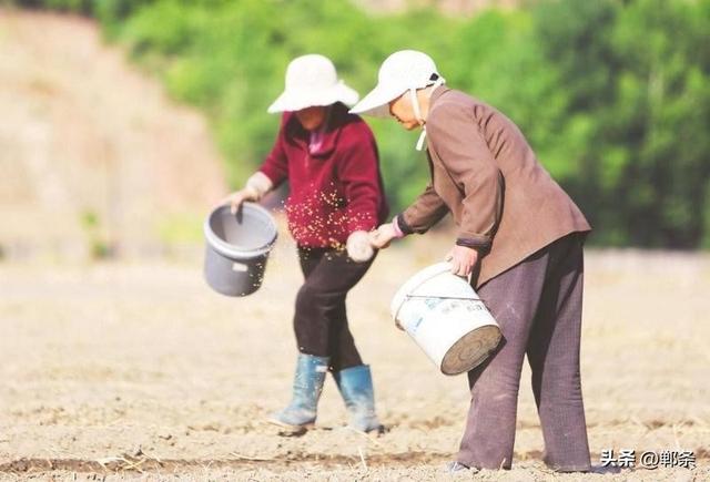 美在邯郸丨哪吒带您游涉县——东山大地景观稻田画迎来最佳观赏期