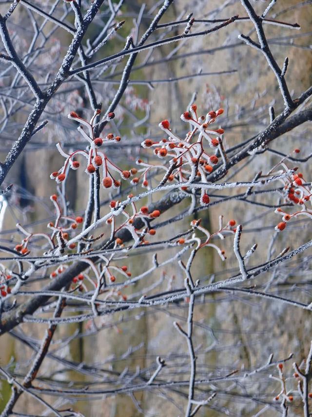 限时仙境！半价优惠！崂山巨峰雾凇季来了！打卡攻略速看