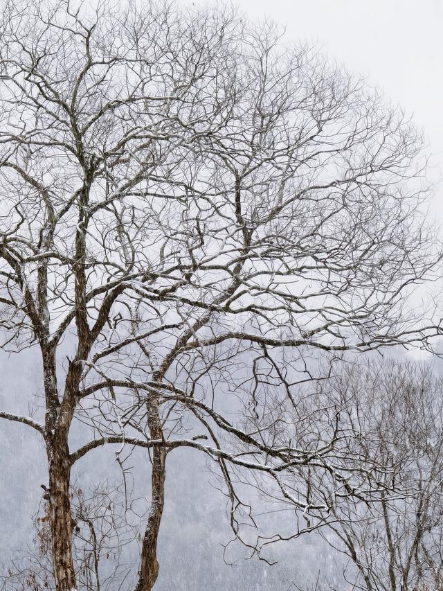 不负等待！高岭文化村终于下雪啦