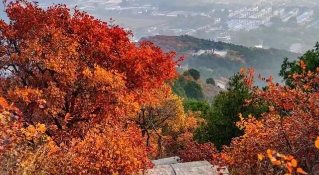 北京香山红叶