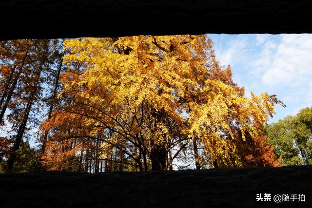 又是一年银杏璀璨时,上海闵行一棵300余年古银杏树进入醉美时刻