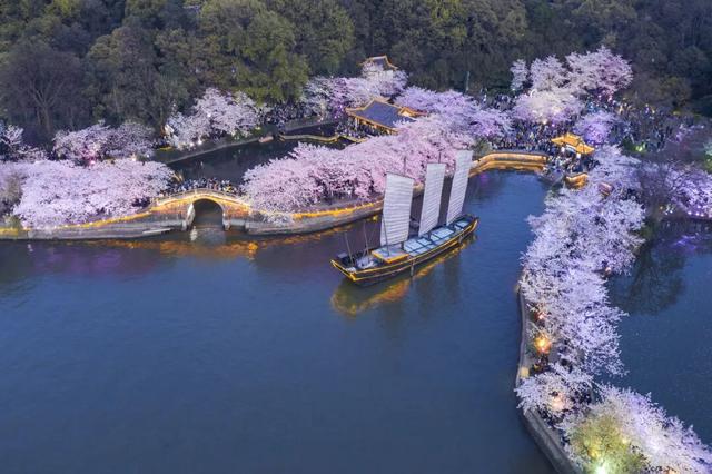 无锡顶流——鼋头渚樱花，官宣了！