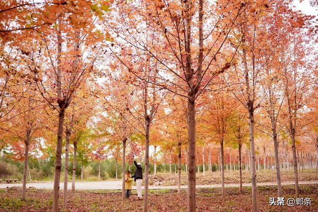 一起感受峰峰的枫
