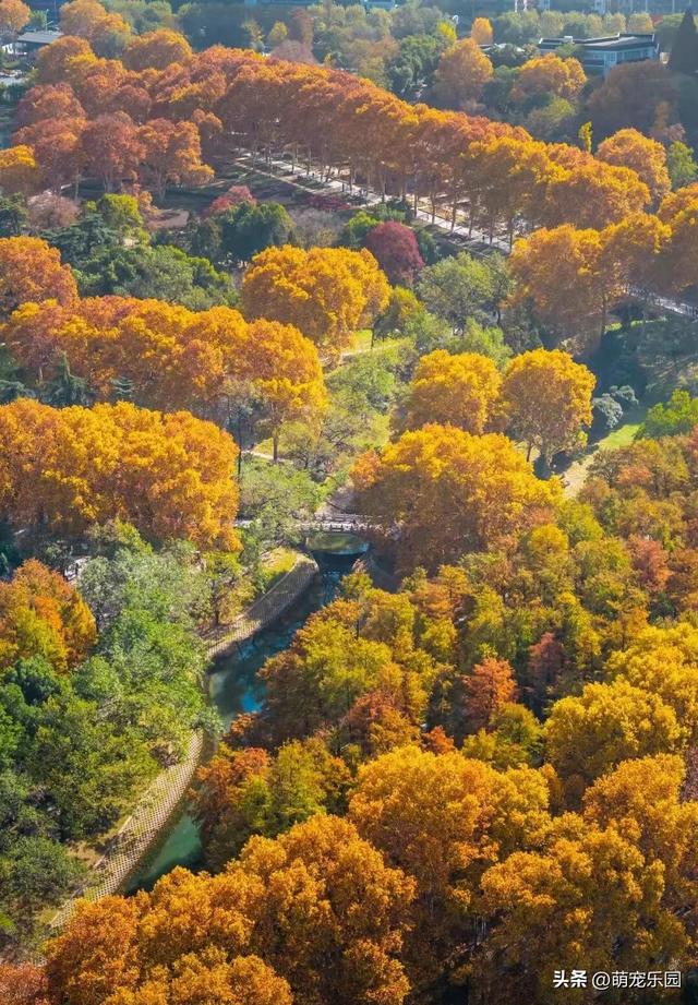 武汉深巷现绝美秋景，六百棵法桐换装，游客误入金色秘境