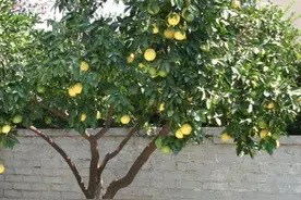 俗话说：“四树进宅，人穷家败”，是指哪四种树？为何不能随便栽图片