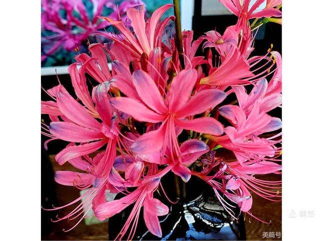 游西湖：杭州植物园之石蒜花展