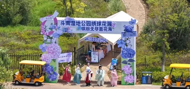 斗南湿地梦幻绣球花海盛放！