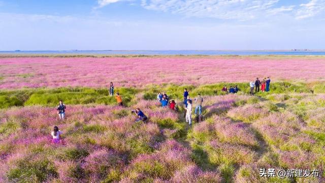 蓼子花海，候鸟翩跹醉初冬