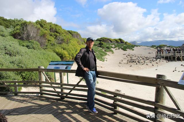 南部非洲：南非开普敦企鹅岛