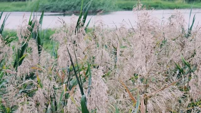 泌阳月儿湾公园对面，有一处沙滩公园