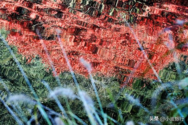 杭州冬日徒步，从古村到茶园，银杏金黄枫树染红，感受山野之乐